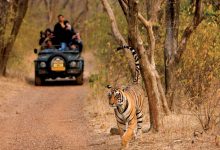 discover-the-thrill-of-jungle-safaris-in-madhya-pradesh