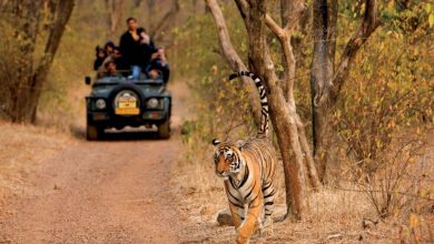 discover-the-thrill-of-jungle-safaris-in-madhya-pradesh