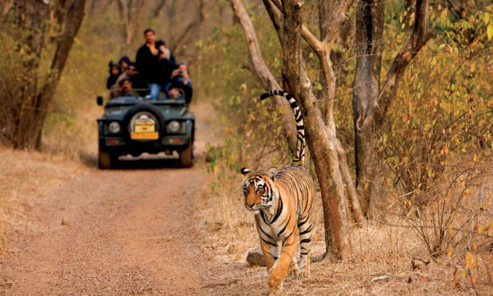 discover-the-thrill-of-jungle-safaris-in-madhya-pradesh