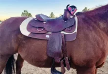 affordable,-durable,-reliable:-horse-saddle-deals-you-can-trust