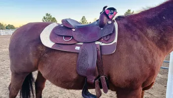 affordable,-durable,-reliable:-horse-saddle-deals-you-can-trust